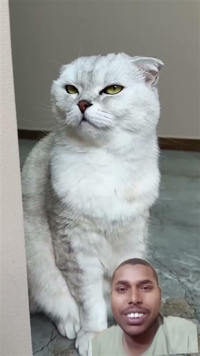 🌺#cat billi ka comedy cartoon #viral #funny #trending #comedy #comedy #funnyvideo #funnymoment Viral