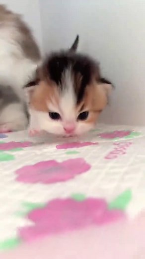 Adorable Little Kittens Captured in Heartwarming Moments
