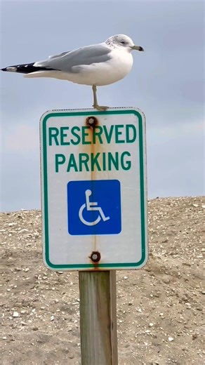 Seagull Reserved Parking! #seagull #seagulls #seabirds #birds #birdwatching #birdspotting #wildlife
