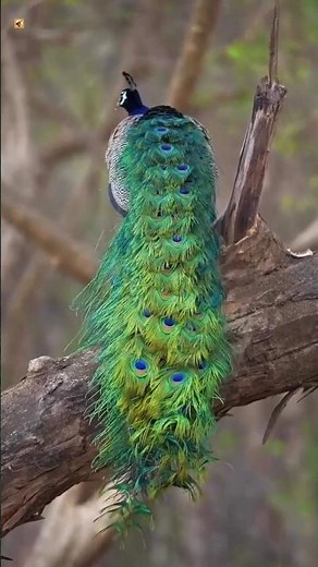 Male Peacock Bird Sounds 🦚