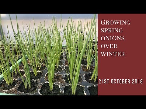 Growing spring onions over winter