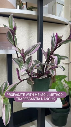 🌿PROPAGATE WITH ME: Tradescantia Nanouk🌿In the past, I’ve shown how I water propagate tradescantia (which is a method I like because the cuttings in a propagation vessel look so cute) but another easy method I use is soil propagation! Rather than putting the cuttings into water, I immediately plant them back into the soil where they will grow roots. I always do this method a day after watering my tradescantia for 2 reasons. Primarily, this ensures the cuttings won’t be wilted/soft and are not 
