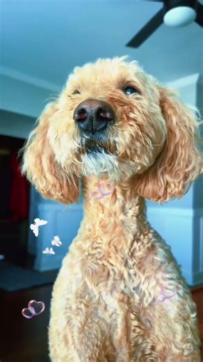 Mi complemento 🫶🏻🐾🐾🐶 #pets