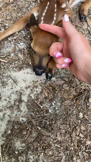9.9K views · 69 reactions | As cute and adorable as this is. I'm going to use it as a teaching moment, just as I did with my daughter. She went for a run and sent this to me. But no matter how cute and adorable a baby fawn is you should never touch it or mess with it. If the doe smells your scent on it it could reject it. Just leave them be. Mommy will always come back for them!! 爛 Thanks for coming to my Ted talk! 藍 | Raechelle Gretencord | Facebook