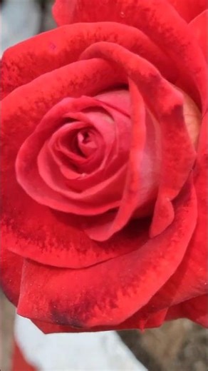 🌹🔥 Ingrid Bergman Rose plant # Terrace gardening & Rose flower ❤️छत पर ऊगाए गुलाब की अनेकों वैरायटी