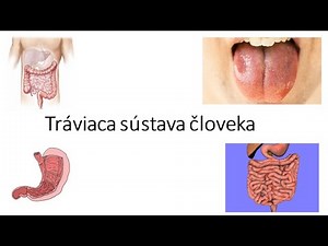 Biológia 7. ročník _ Tráviaca sústava človeka