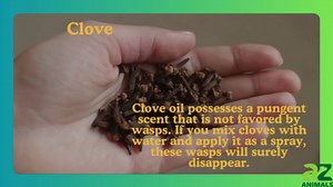 Repel Dangerous Wasps With These Natural Methods