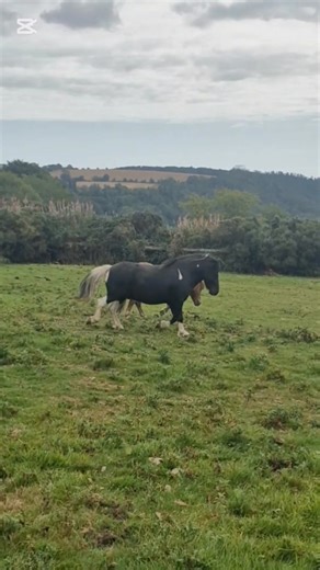 21K views · 1K reactions | When Domino met Harvey ❤️ we had difficulty finding Harvey his very own best friend, he is a lovely boy but because he was a stallion until he was 12 years old it wasn't easy to find a suitable companion, but when we introduced him to beautiful Domino they hit it off instantly! Don't you just love it when a plan comes together!! ❤️ Happy Wednesday ♥️ | Irish Horse Welfare Trust | Facebook