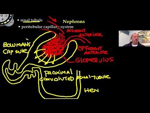 Anatomy of the Nephron