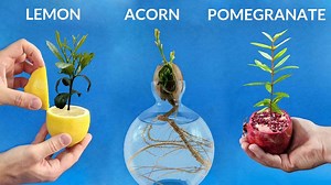 984 days in 8 minutes - Growing plants time-lapse compilation