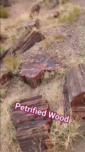 Petrified Wood in Petrified Forest