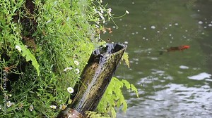 Bamboo tube and flowing water in Japanese garden