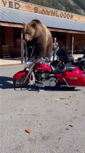 This Bear Really Wants to Ride the Motorcycle 🐻🏍️ #animals #bear #shorts