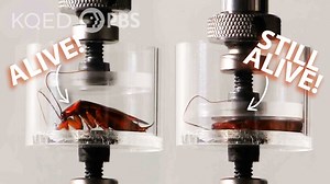 Cockroach vs. Hydraulic Press: Who Wins? | KQED