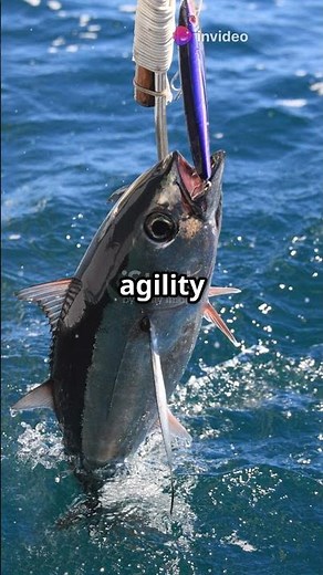 Why Tuna fishes Never Stop Swimming!🐠