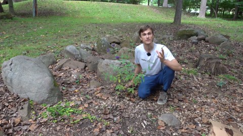 Using cardboard to help shrubs & plants grow better