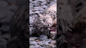 Snow leopard running and zooming across its snowy terrain