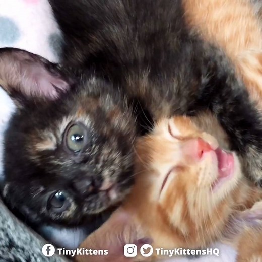 50K views · 6.5K reactions | Just a couple of twingers and a Fontina, being their usual adorable selves! Witness the adorableness on our 24/7 rescue livestream at TinyKittens.com/live Fontina, Cheddar, Colby and their siblings will be available for adoption soon! Here's everything you need to know about how to apply: TinyKittens.com/adopt | Tinykittens | Facebook