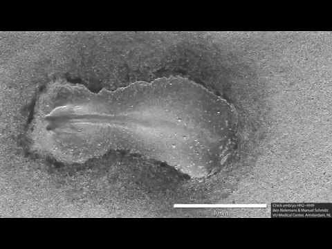 Early chick embryo development (somitogenesis)
