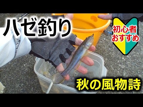 【秋の風物詩】堤防ハゼ釣り