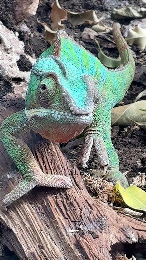 Chameleon 360° Eyes Rotation #chameleon #kameleon #caméléon #cameleon