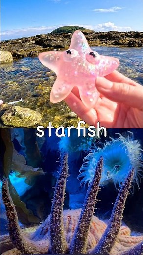 Learn by the Island | Sea Animal Names for Kids: Fish Starfish Manatee Turtle Dolphin