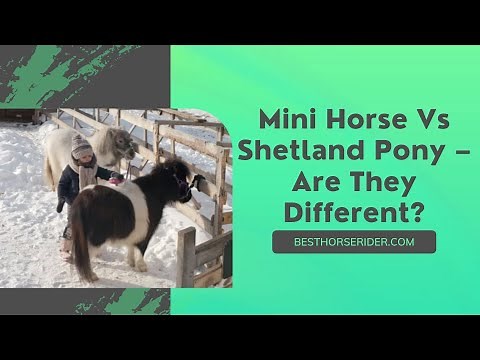 Mini Horse Vs Shetland Pony – Are They Different?
