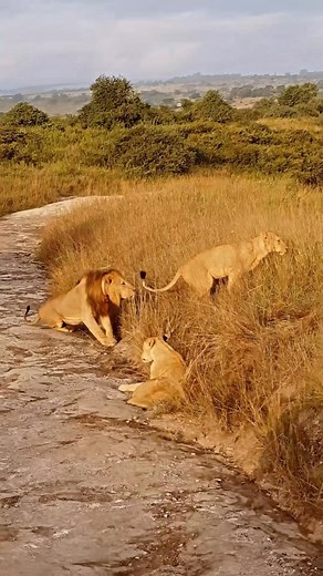 Daily Animal & Wildlife Reels on Instagram: "That face tho 😂 🦁 follow @animalhutz Follow me: @animalhutz showcasing the best animal/wildlife content on the gram! 🦁 🐬 🐘 🌍 Like/Tag & comment as we will be rewarding top fans 🎉 use #animalhutz to grab my attention & be featured🛎"