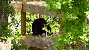 Our behavior team ensures that 365 days a year, the chimps have activities to keep them mentally and emotionally flourishing. From sensory experiences like live music or dance performances, to challenging food puzzles that require the chimpanzees to use a tool to fish out hidden goodies, there’s no limit to the creative activities our enrichment team produces. Join Behavior Tech, Rizzo, as he talks about how the team plans the chimps' daily enrichment, as well as a peek into coconut day! 🥥 | Ch