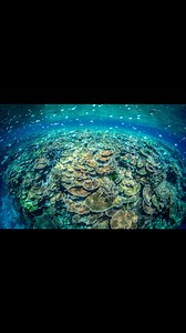 Western Australia’s coral reefs are some of the most unique and...