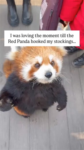 Pubity Pets on Instagram: "The video shooter was interacting and playing with the red panda when, at that moment, the red panda stood up and grabbed her leg, startling her, causing her to scream and scaring the red panda away. The red panda was initially fascinated by the number of strangers surrounding it and began to tentatively interact with people. When it climbed onto the girl's lap, she was initially happy to be able to touch the red panda's head, but immediately screamed in surprise when 