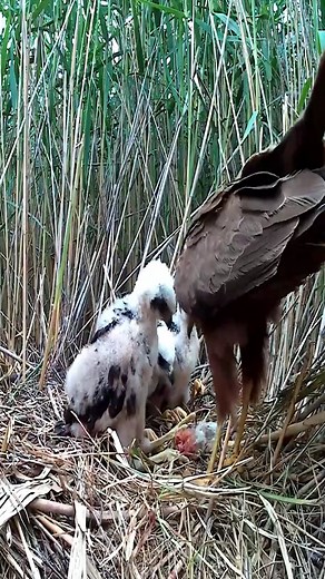 Nature bird nest | Border Birds