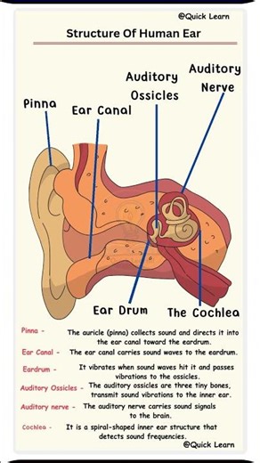 Structure of the Human Ear | Parts of Ear Explained | Pinna, Cochlea, Ear Canal | Biology #shorts