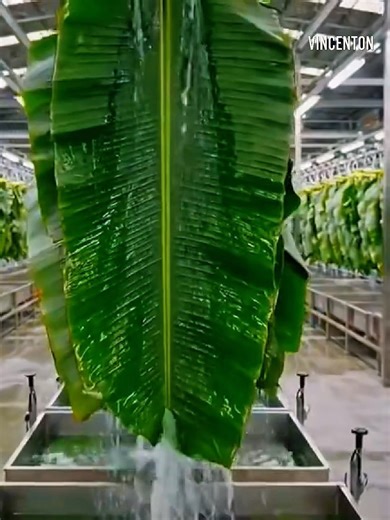 35K views · 445 reactions | From Trash to Green Gold: Inside the...