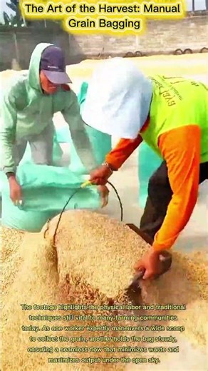 Traditional Grain Bagging MasteryEfficiency in Motion: Manual Labor Heritage