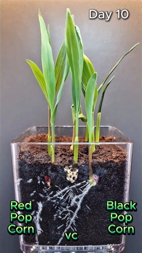 🌽🍿 Red vs Black Popcorn — Who Grows Faster? ⚡🌱 100,000x Speed #Shorts