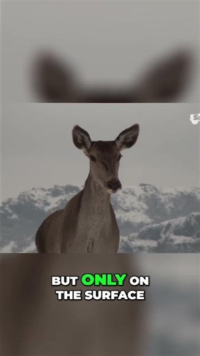 Survival of the Fittest: Wolves vs Deer in the Snowy Wilderness