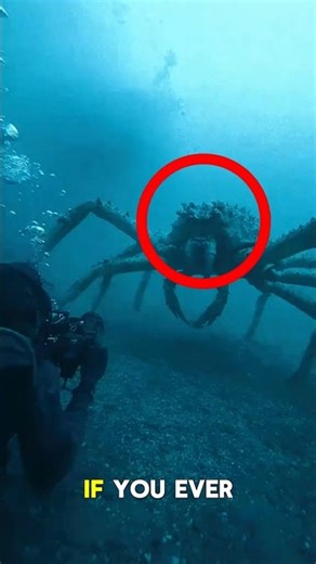 Is This the Largest Crab on Earth With Legs Longer Than Humans? 🦀😱