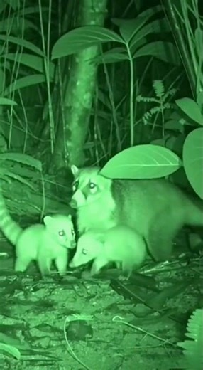 Ring tailed Coati with Babies vs Ocelot Jungle Shadow 🌿