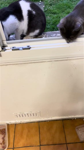 4 avril 2026 Deux chats sont devant la fenêtre