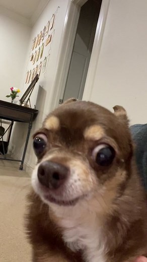 Adorable Awoo Compilation by Tina Dingo