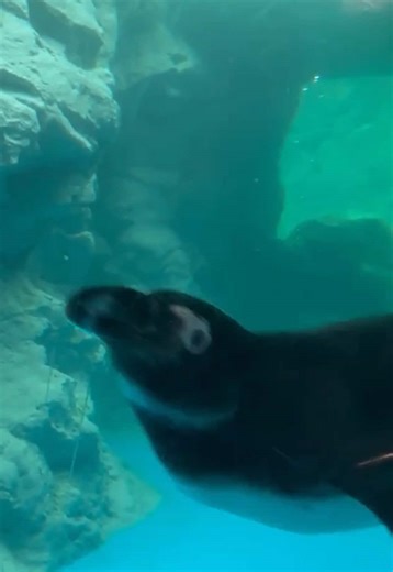 Silly penguins doing silly penguin things #animals #penguin #penguins #aquarium