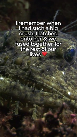 Just anglerfish things ✨🐡 Depending on the species, a male #anglerfish has special receptors that alert him to nearby females of his own species. When he finds her, he will bite into her and remain attached. His tiny mouth dissolves into her skin, and essentially the two become one. ❤️ #ocean #deepocean