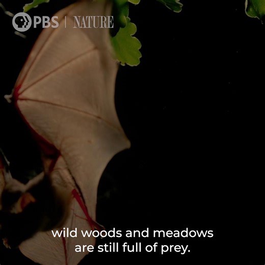 Is it any surprise that Transylvania's mountains and vast ancient forests provide sanctuary for some of Europe’s most charismatic animals-- including bats? Dracula's Hidden Kingdom streaming now: https://www.wliw.org/programs/nature/draculas-hidden-kingdom-7zax8q/ #NaturePBS #Dracula #Bats #Halloween | WLIW New York Public Media