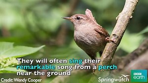 Small but mighty, the wren is tricky to spot but VERY easy to hear! | BBC Springwatch