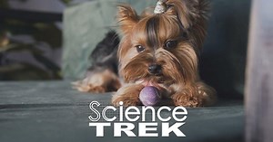 Science Trek:Inventions: It's Variable
