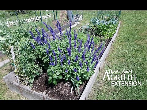 Texas Native Plants for Home and Gardens