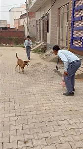 Cutest Baby Dog Ever! 🐶 Funny Puppy Moments #babydog #youtubeshorts”