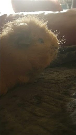 My little lion Flash ❤🐹🕊💔