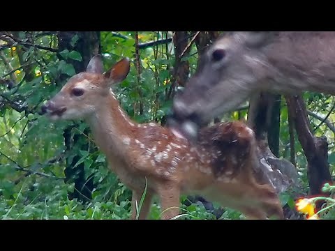 5-day-old fawn and mother white-tailed deer